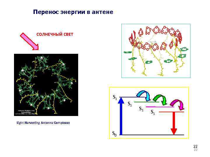 Перенос энергии в антене СОЛНЕЧНЫЙ СВЕТ S 1 S 1 Light Harvesting Antenna Complexes