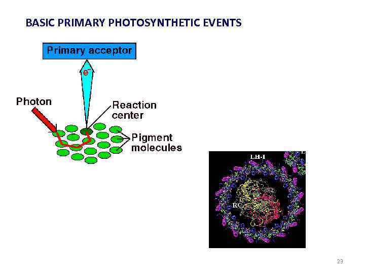 BASIC PRIMARY PHOTOSYNTHETIC EVENTS 23 