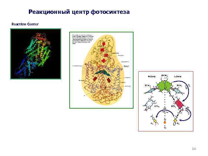 Реакционный центр фотосинтеза Reaction Center 24 24 