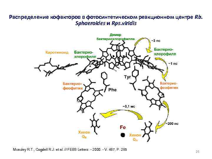 Распределение кофакторов в фотосинтетическом реакционном центре Rb. Sphaeroides и Rps. viridis Mcauley R. T.