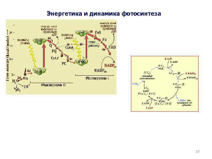 Энергетика и динамика фотосинтеза 27 