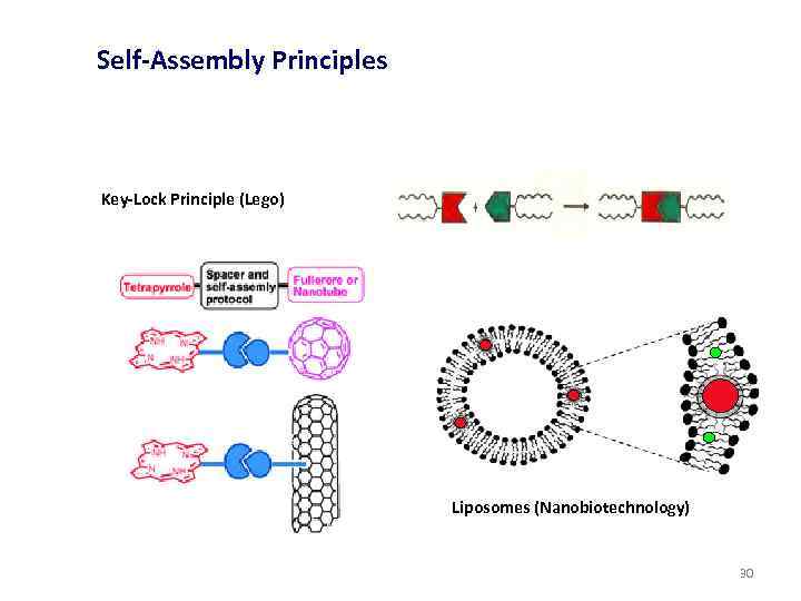 Self-Assembly Principles Key-Lock Principle (Lego) Liposomes (Nanobiotechnology) 30 30 