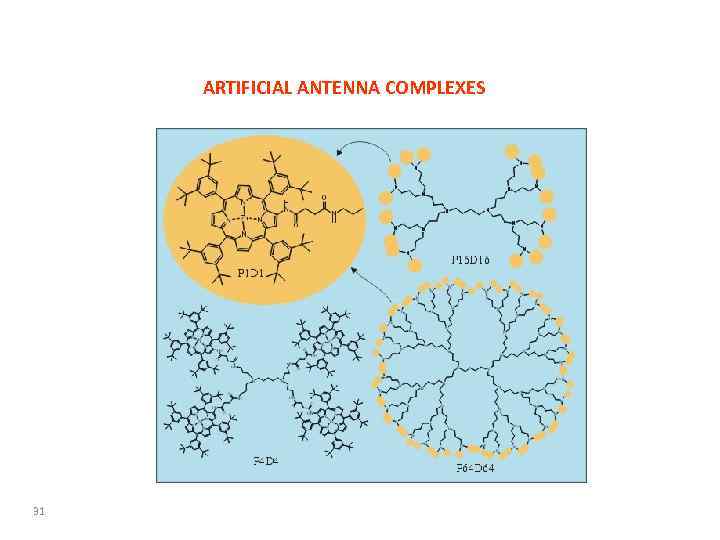 ARTIFICIAL ANTENNA COMPLEXES 31 