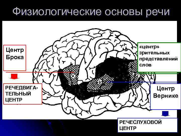 Моторный центр брока