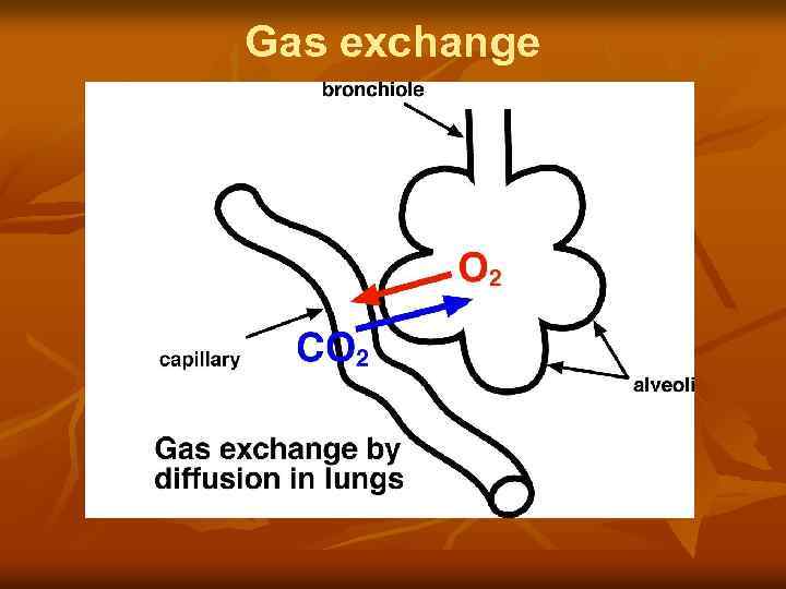 Gas exchange 