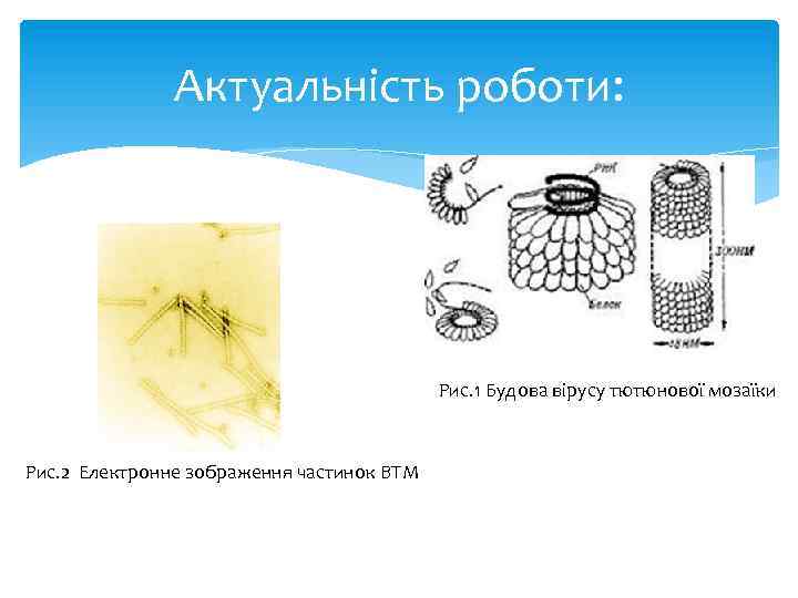 Актуальність роботи: Рис. 1 Будова вірусу тютюнової мозаїки Рис. 2 Електронне зображення частинок ВТМ
