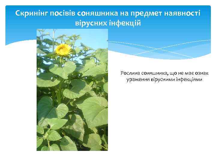 Скринінг посівів соняшника на предмет наявності вірусних інфекцій Рослина соняшника, що не має ознак