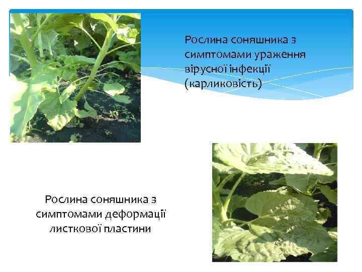 Рослина соняшника з симптомами ураження вірусної інфекції (карликовість) Рослина соняшника з симптомами деформації листкової