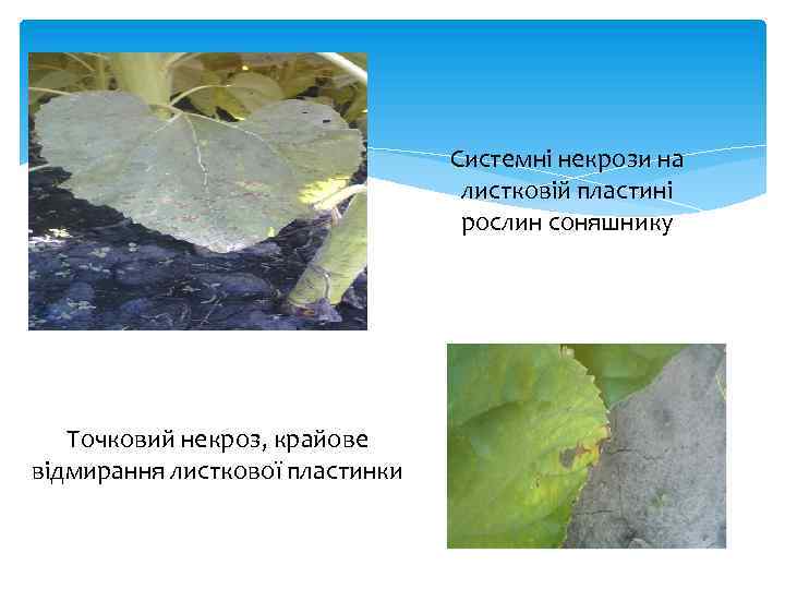 Системні некрози на листковій пластині рослин соняшнику Точковий некроз, крайове відмирання листкової пластинки 