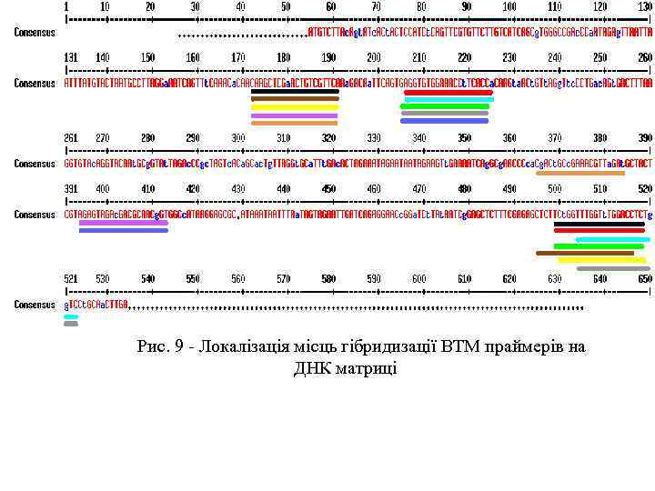 Рис. 9 - Локалізація місць гібридизації ВТМ праймерів на ДНК матриці 