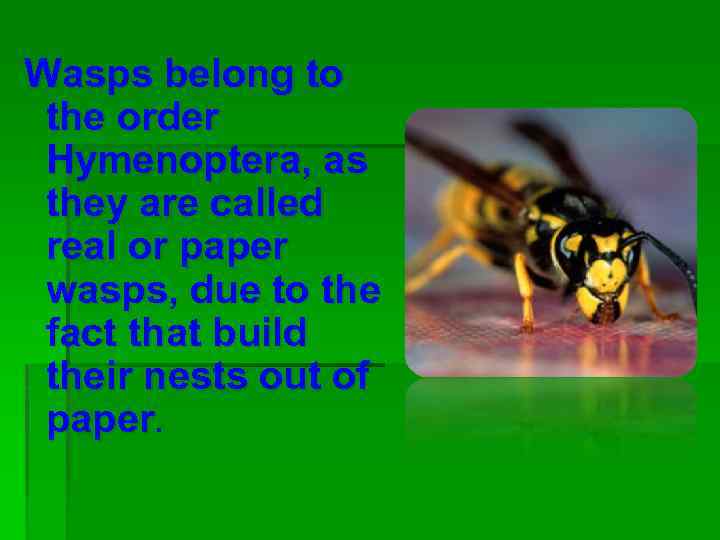 Wasps belong to the order Hymenoptera, as they are called real or paper wasps,