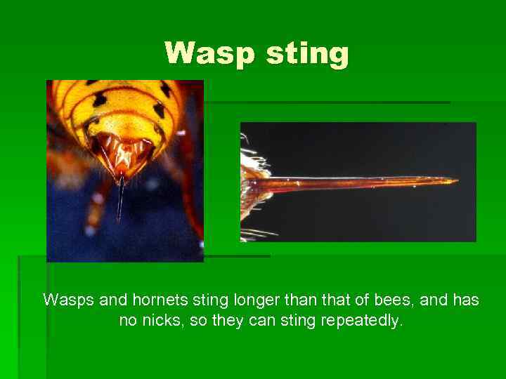 Wasp sting Wasps and hornets sting longer than that of bees, and has no
