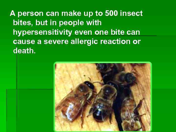 A person can make up to 500 insect bites, but in people with hypersensitivity