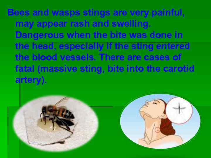 Bees and wasps stings are very painful, may appear rash and swelling. Dangerous when