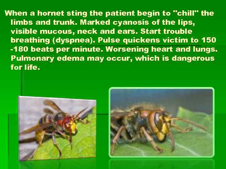 When a hornet sting the patient begin to "chill" the limbs and trunk. Marked