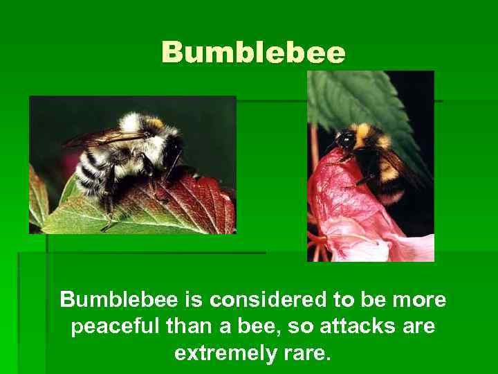 Bumblebee is considered to be more peaceful than a bee, so attacks are extremely