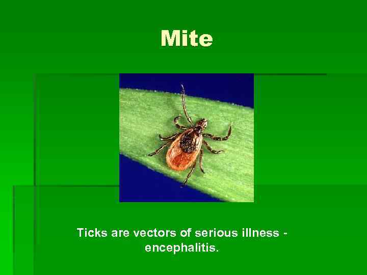 Mite Ticks are vectors of serious illness encephalitis. 