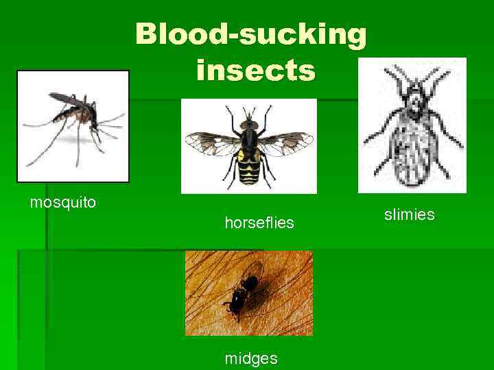 Blood-sucking insects mosquito horseflies midges slimies 
