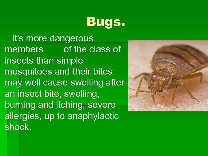 Bugs. It's more dangerous members of the class of insects than simple mosquitoes and