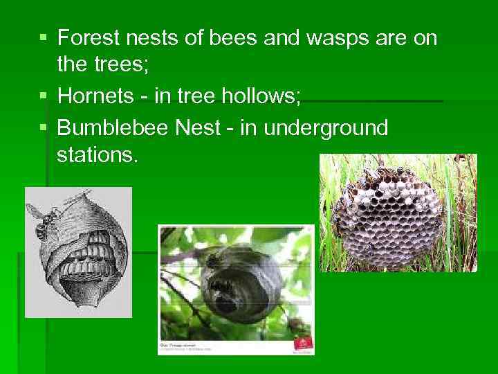 § Forest nests of bees and wasps are on the trees; § Hornets -