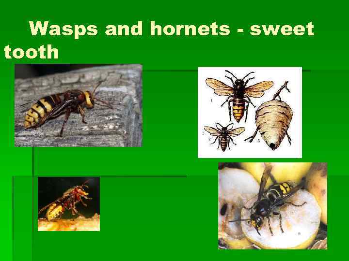 Wasps and hornets - sweet tooth 
