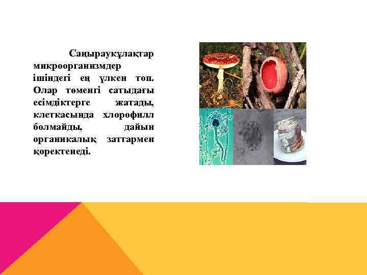  Саңыраукұлақтар микроорганизмдер ішіндегі ең үлкен топ. Олар төменгі сатыдағы есімдіктерге жатады, клеткасында хлорофилл