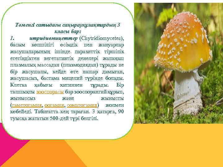 Төменгі сатыдағы саңырауқұлақтардың 3 класы бар: 1. итридиомицеттер (Chytrіdіomycetes), басым көпшілігі өсімдік пен жануарлар