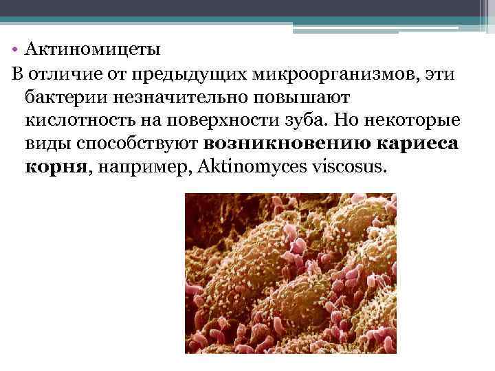  • Актиномицеты В отличие от предыдущих микроорганизмов, эти бактерии незначительно повышают кислотность на