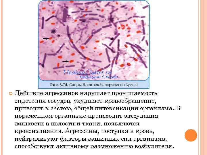 Проницаемость сосудов фото