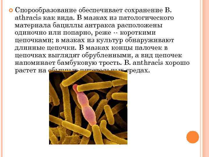 К спорообразованию способны. Спорообразование сибирской язвы. Спорообразование микробиология. Способность к спорообразованию бактерий. Сибирская язва устойчивость.