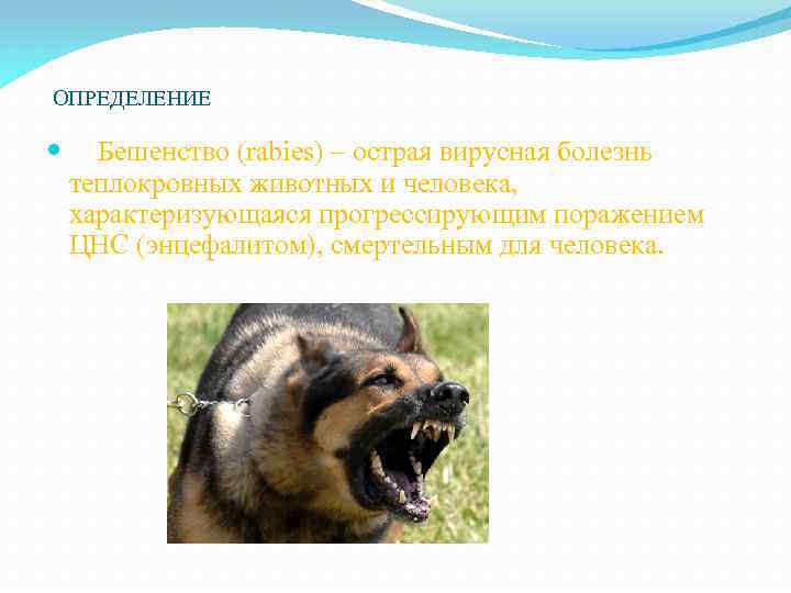  ОПРЕДЕЛЕНИЕ Бешенство (rabies) – острая вирусная болезнь теплокровных животных и человека, характеризующаяся прогрессирующим