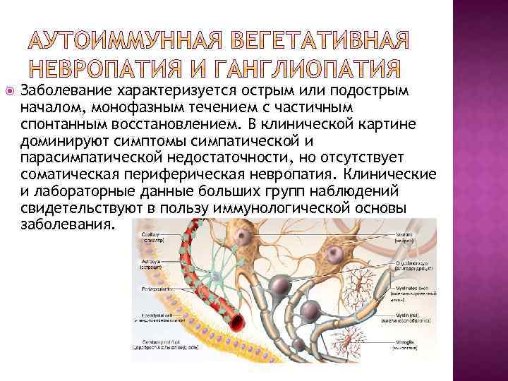  Заболевание характеризуется острым или подострым началом, монофазным течением с частичным спонтанным восстановлением. В