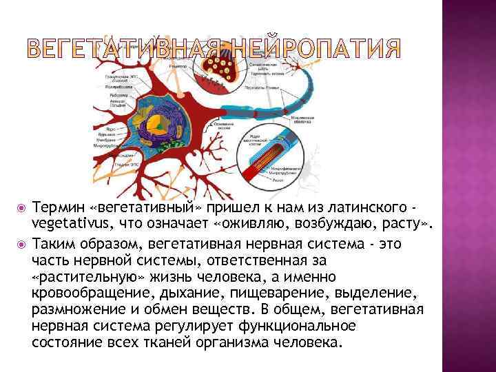  Термин «вегетативный» пришел к нам из латинского vegetativus, что означает «оживляю, возбуждаю, расту»