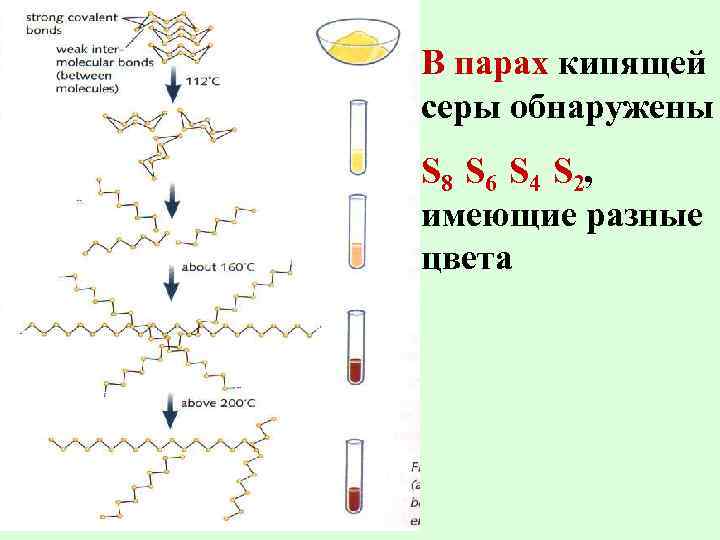 В парах кипящей серы обнаружены S 8 S 6 S 4 S 2, имеющие