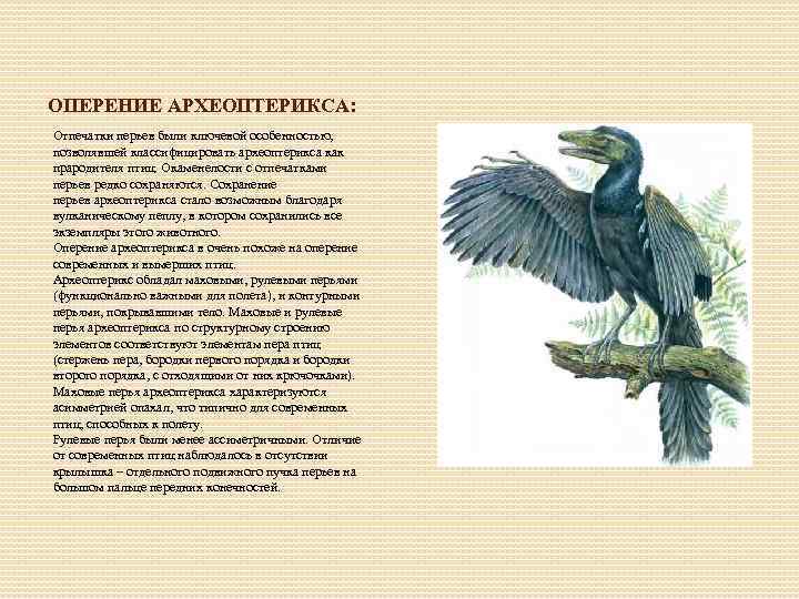ОПЕРЕНИЕ АРХЕОПТЕРИКСА: Отпечатки перьев были ключевой особенностью, позволявшей классифицировать археоптерикса как прародителя птиц. Окаменелости