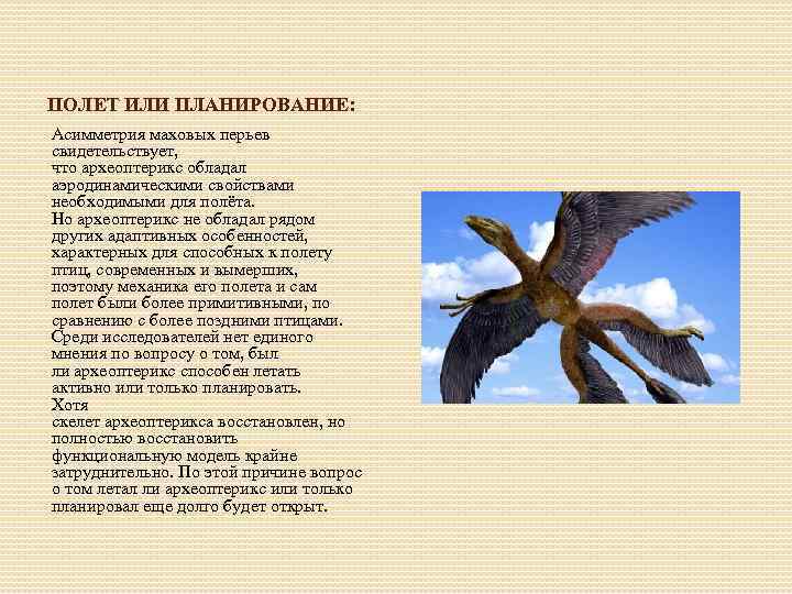 ПОЛЕТ ИЛИ ПЛАНИРОВАНИЕ: Асимметрия маховых перьев свидетельствует, что археоптерикс обладал аэродинамическими свойствами необходимыми для