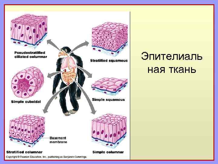 Эпителиаль ная ткань 