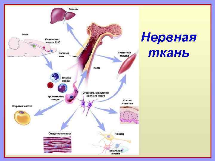 Нервная ткань 