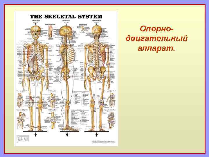 Опорнодвигательный аппарат. 