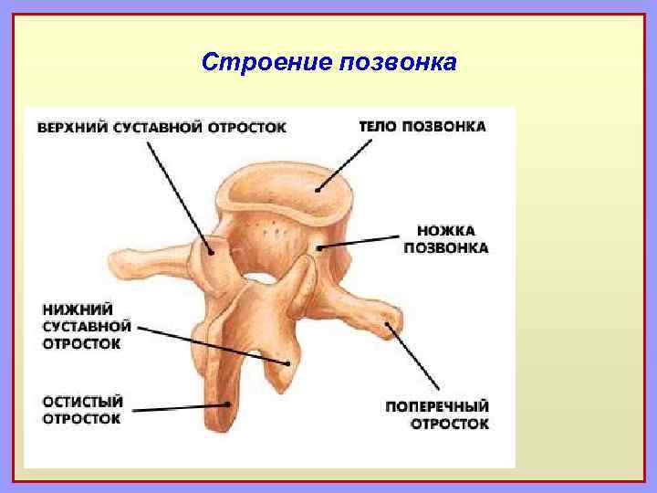 Строение позвонка 
