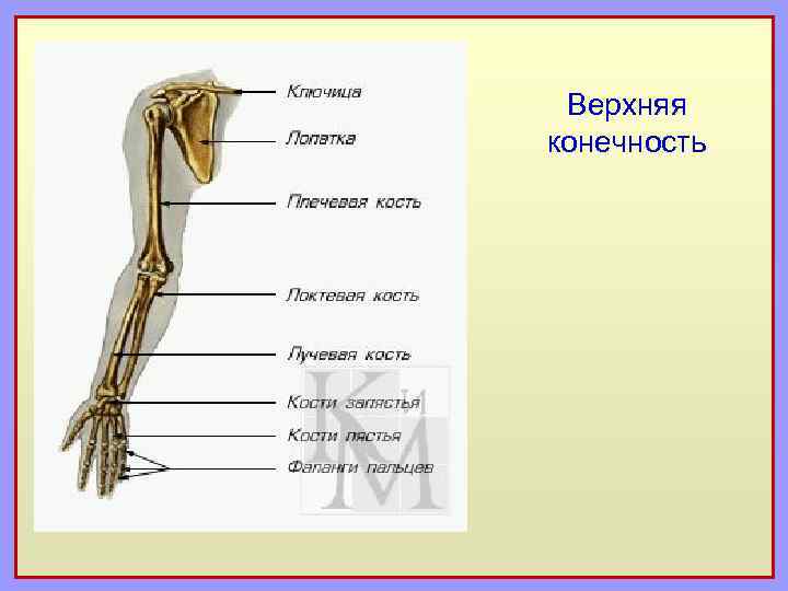 Верхняя конечность 