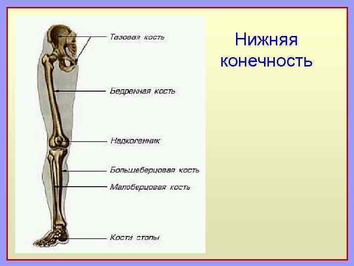 Нижняя конечность 