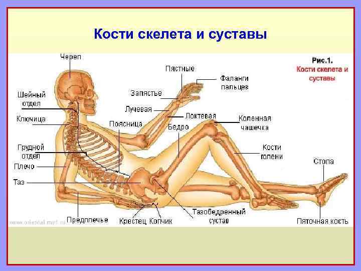 Кости скелета и суставы 