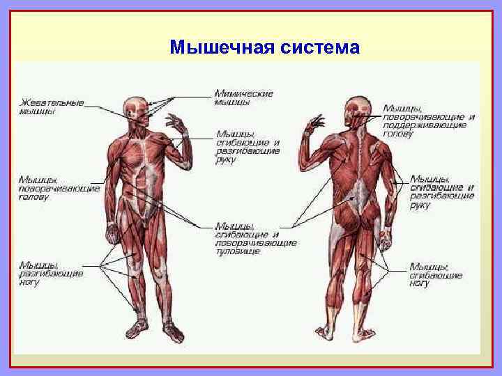 Мышечная система 