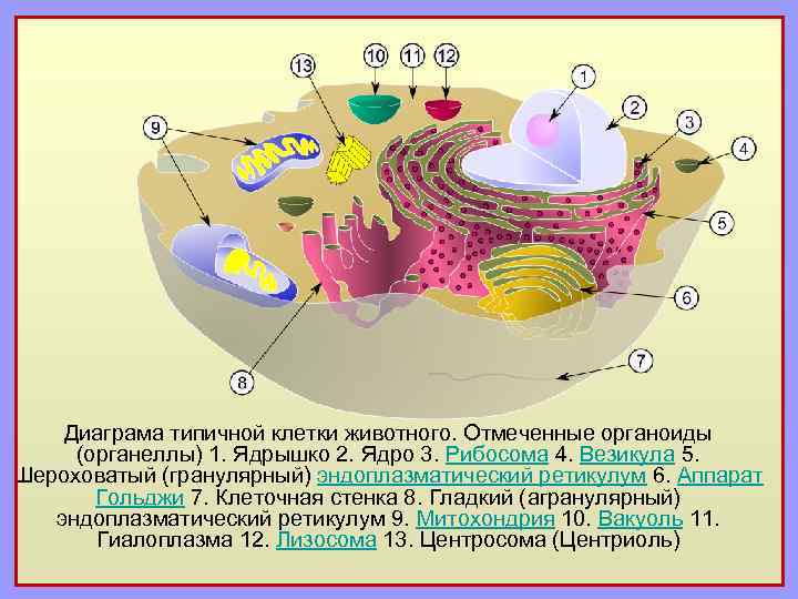 Выбери функцию органоида изображенного на рисунке якласс