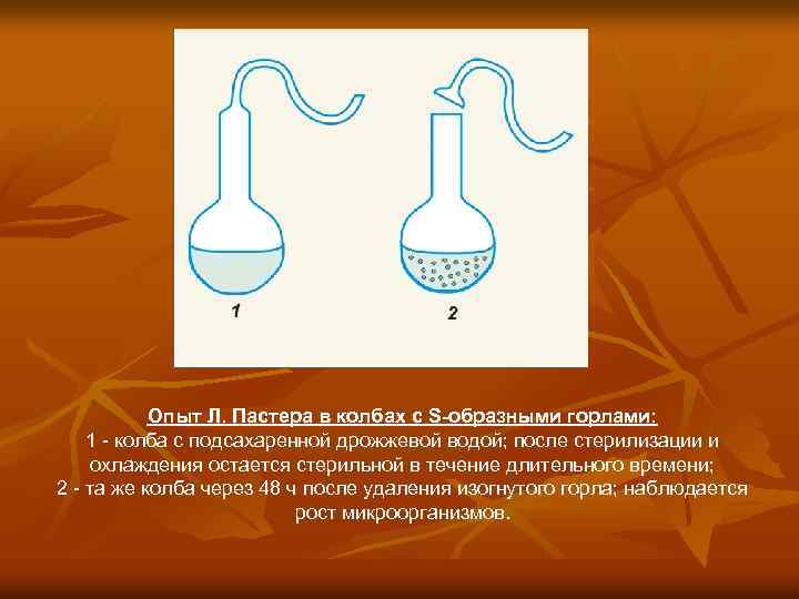 Опыт Л. Пастера в колбах с S-образными горлами: 1 - колба с подсахаренной дрожжевой