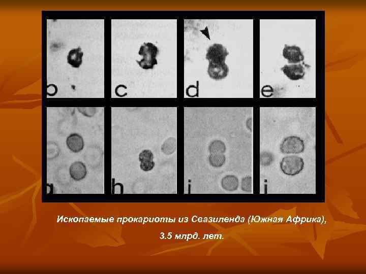 Ископаемые прокариоты из Свазиленда (Южная Африка), 3. 5 млрд. лет. 