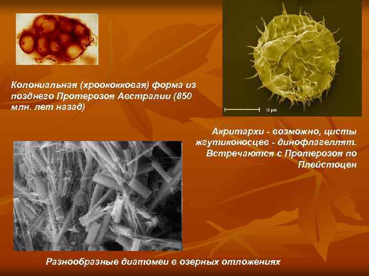 Колониальная (хроококковая) форма из позднего Протерозоя Австралии (850 млн. лет назад) Акритархи - возможно,