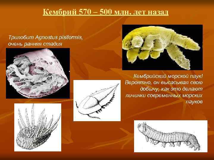 Кембрий 570 – 500 млн. лет назад Трилобит Agnostus pisiformis, очень ранняя стадия Кембрийский