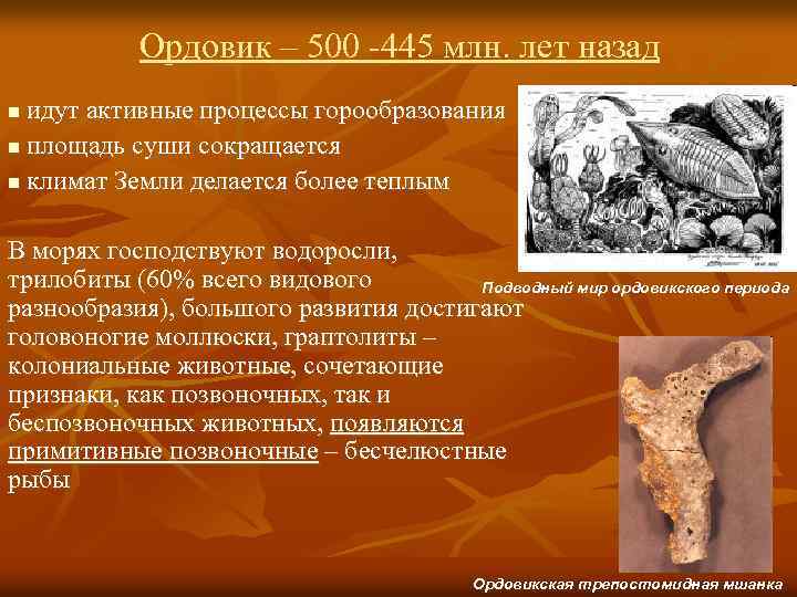 Ордовик – 500 -445 млн. лет назад идут активные процессы горообразования n площадь суши